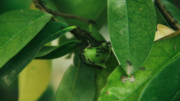 The soursop pistils in the garden are growing well and are blooming photo