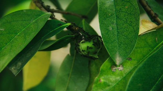 The soursop pistils in the garden are growing well and are blooming photo
