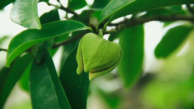 The soursop pistils in the garden are growing well and are blooming photo