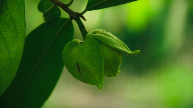The soursop pistils in the garden are growing well and are blooming photo