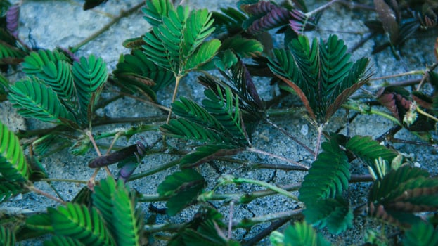 the shy princess plant or Mimosa pudica that grows wild, if touched its leaves will close, visible in the beautiful afternoon photo