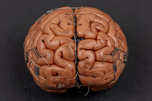 Detailed model of the human brain photo