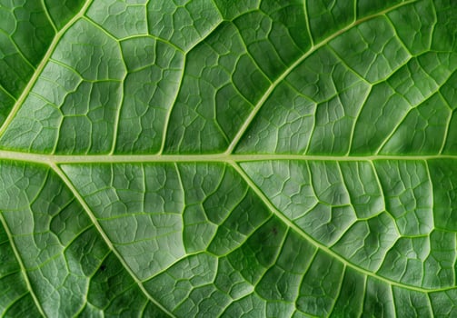 Intricate leaf texture with vibrant green hues photo