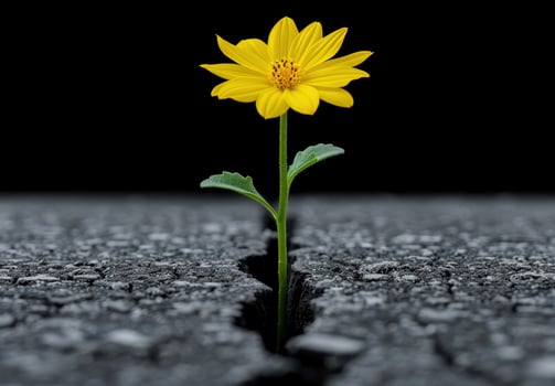 Resilient Flower Blooming Through Concrete photo