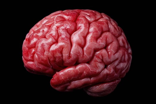 Detailed view of a human brain photo