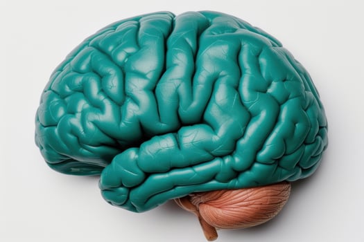 Detailed model of the human brain photo