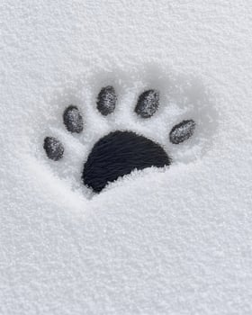 Snowy paw print in the winter photo