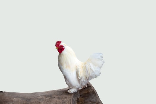 white rooster on a log, isolated on light background photo