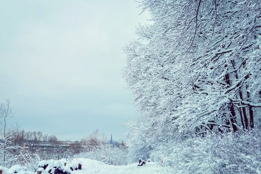 winter forest landscape with snow. place for text photo