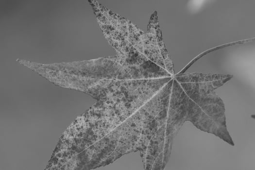 Black and white photograph of a leaf photo