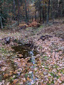 river, autumn, trees, plants, landscape, nature, morning, colors photo