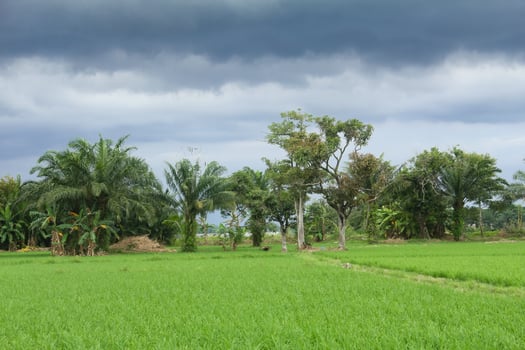 The sky is cloudy with black clouds on the rice fields which are still green, black clouds and it will rain photo