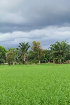 The sky is cloudy with black clouds on the rice fields which are still green, black clouds and it will rain photo