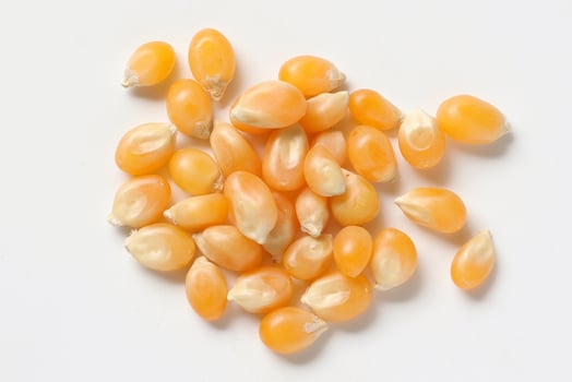 Closeup of corn, corn seeds photo