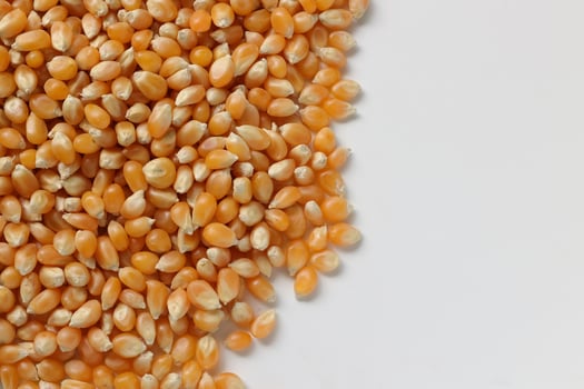 Closeup of corn, corn seeds photo