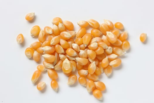 Closeup of corn, corn seeds photo