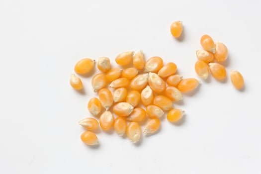 Closeup of corn, corn seeds photo