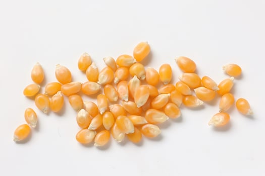 Closeup of corn, corn seeds photo