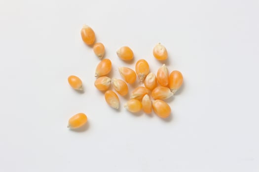 Closeup of corn, corn seeds photo