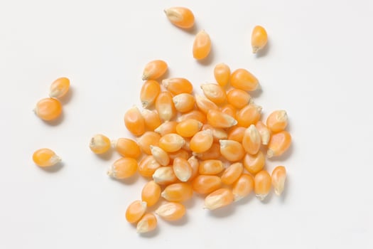 Closeup of corn, corn seeds photo