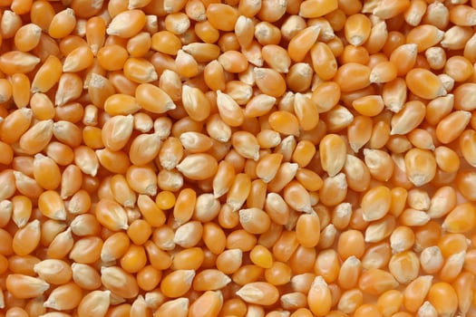 Closeup of corn, corn seeds photo