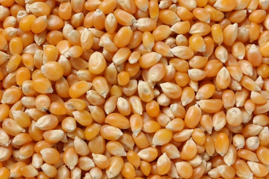 Closeup of corn, corn seeds photo