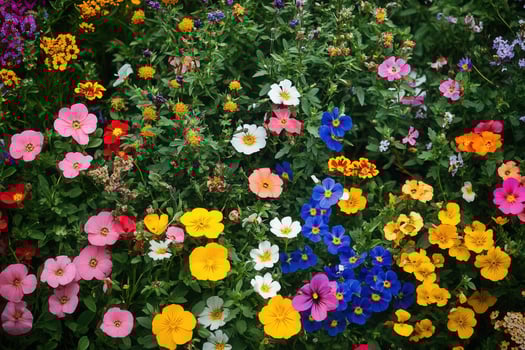 Colorful wildflowers in a field. photo