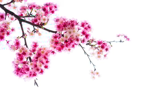 Beautiful nature pink cherry blossom on white background in spring photo