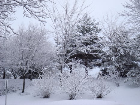 Snowy Landscape with Trees and Vegetation Under a Clear Sky photo