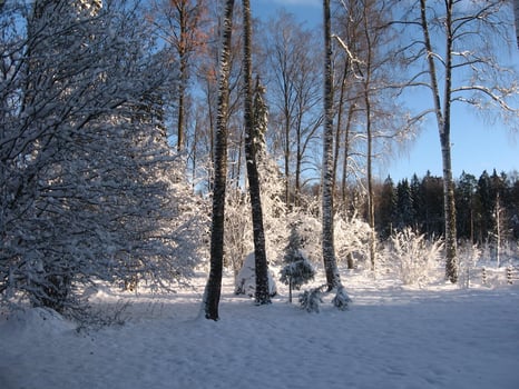 Snowy Natural Landscape with Tree Trunk and Twigs photo