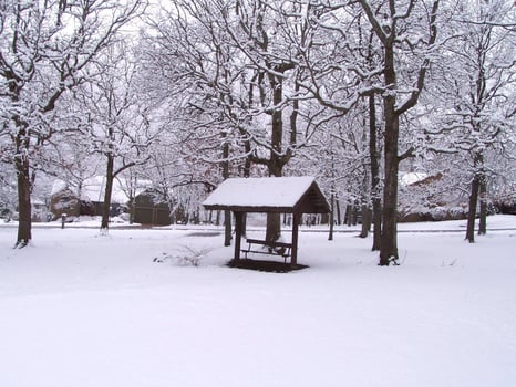 Snowy Natural Landscape with Woody Tree Branches and Twigs photo