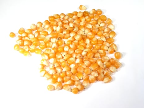 Close-Up of Yellow Popcorn Kernels photo