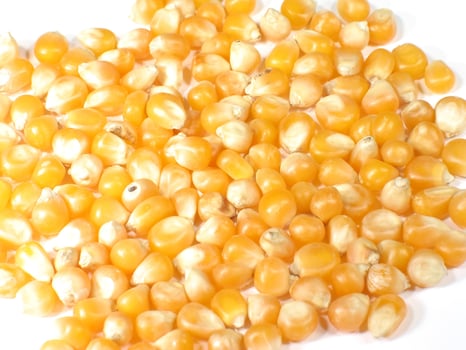Close-Up of Yellow Popcorn Kernels photo