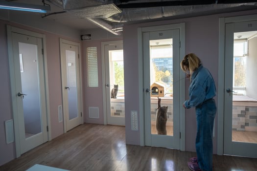 Woman employee play with cat through door of room in pet hotel. Animal catching toy stick from suit photo