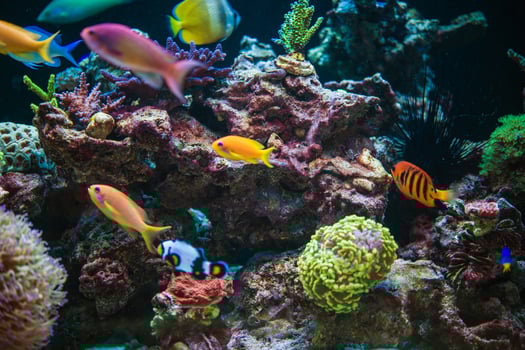 Colorful Tropical Fish Swimming Among Vibrant Corals in a Lively Aquarium Display photo