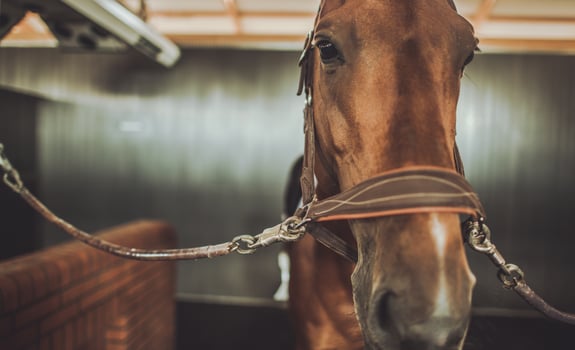A Close-Up of a Brown Horse in a Stable With a Leather Halter and Bridle photo