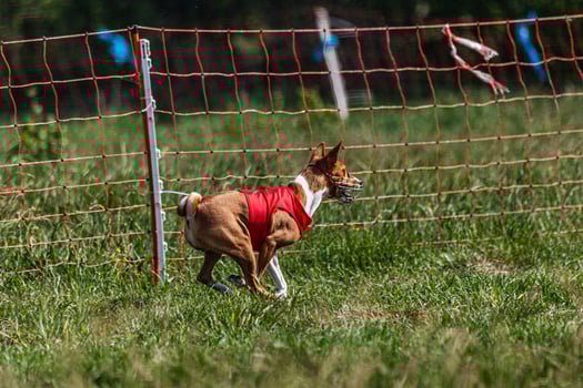 Basenji dog running in red jacket on coursing green field at competition photo