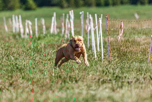 Pit Bull lifted off the ground during the dog race competition photo