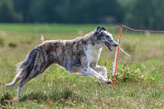 Borzoi dog running and chasing lure on green field at competition photo