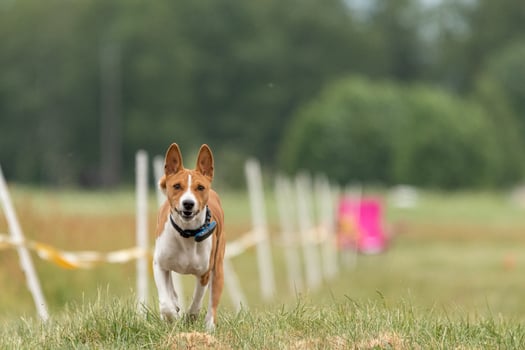 Basenji dog running across the field photo
