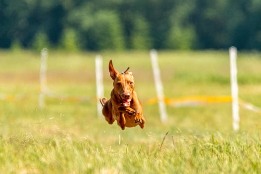 cirneco dell etna running full speed at lure coursing photo