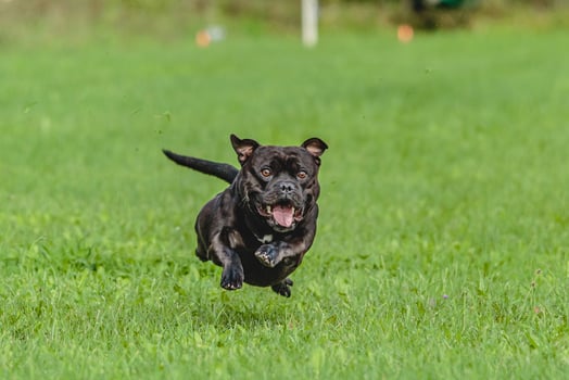 Staffordshire Bull Terrier running in the field photo