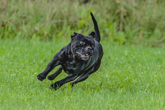 Staffordshire Bull Terrier running in the field photo
