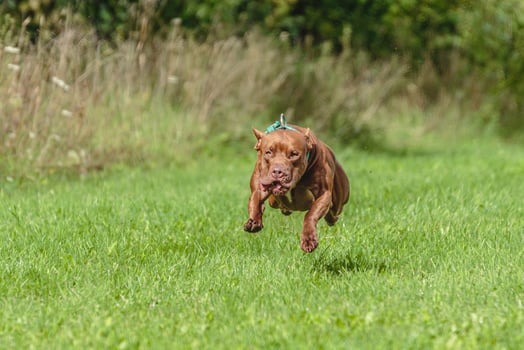 American Pit Bull running in the field photo