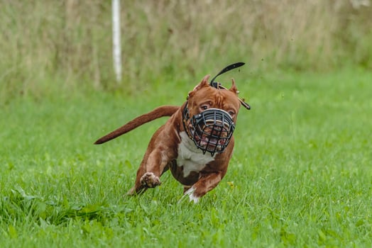 American Pit Bull running in the field photo