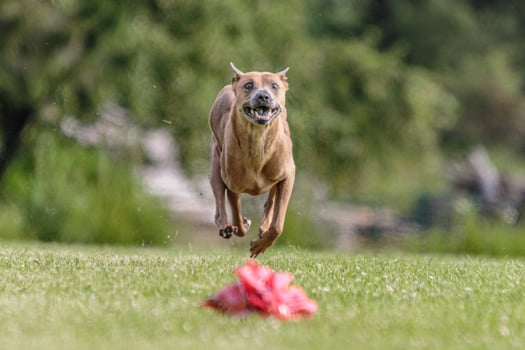 Thai Ridgeback running in the field on lure coursing competition photo