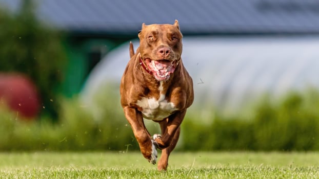 American Pit Bull running in the field on lure coursing competition photo
