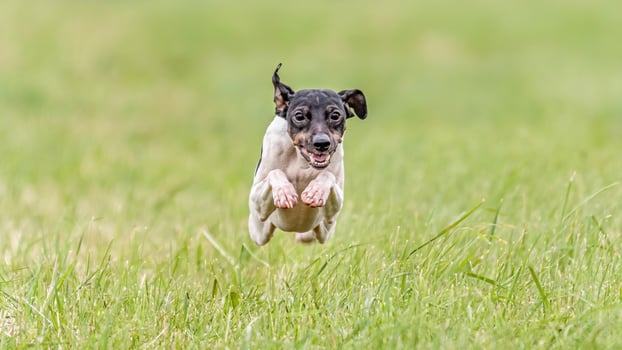 Flying Japanese terrier in the field on lure coursing competition photo