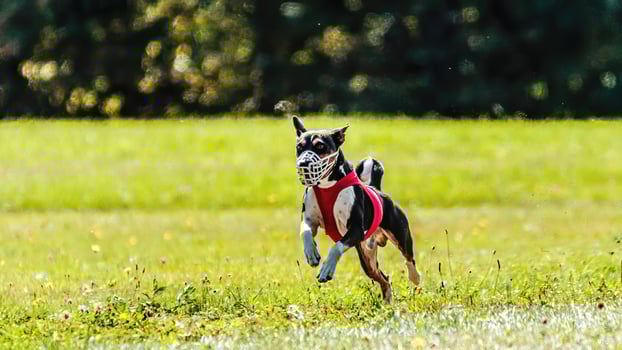 Basenji running in the field on lure coursing competition photo