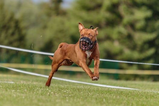 American Pit Bull running in the field on lure coursing competition photo